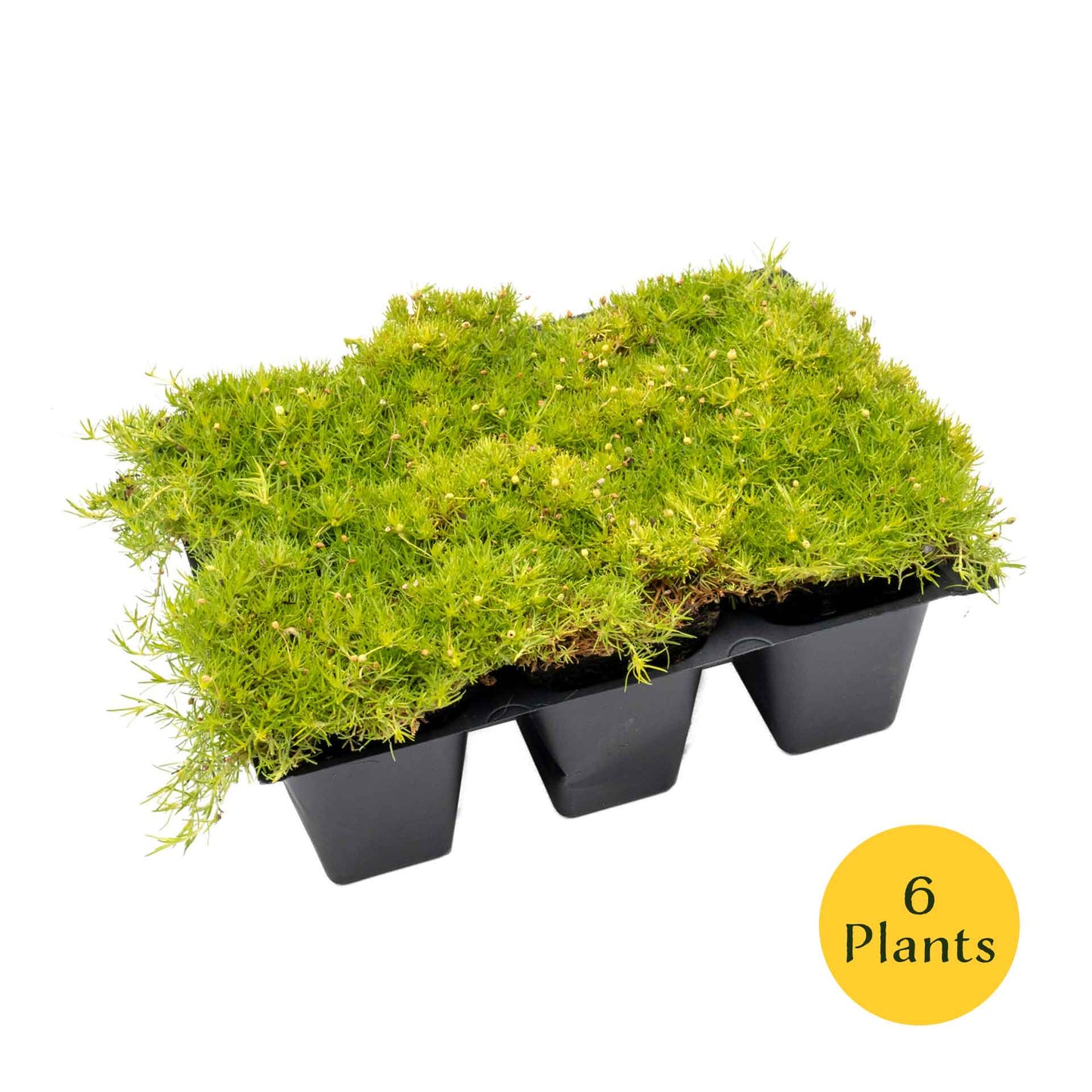 Scottish Moss in 2.5” Nursery Cubes (Sagina subulata ‘Aurea’)