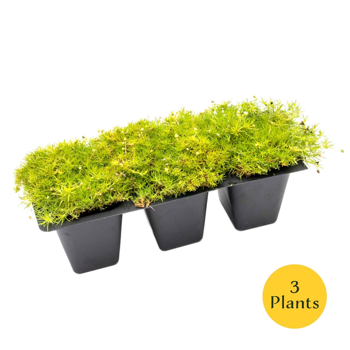 Scottish Moss in 2.5” Nursery Cubes (Sagina subulata ‘Aurea’)