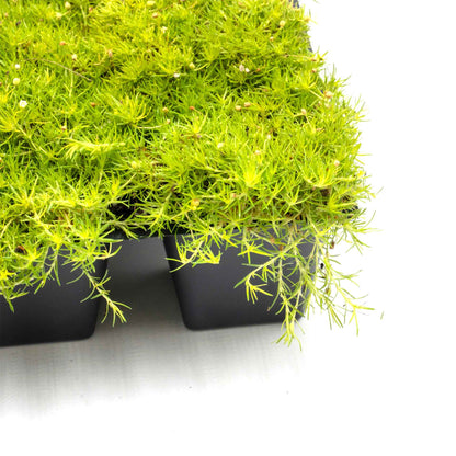 Scottish Moss in 2.5” Nursery Cubes (Sagina subulata ‘Aurea’)