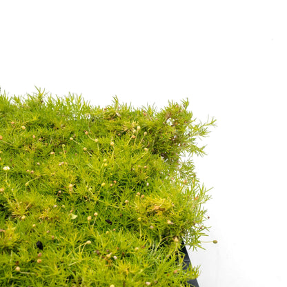 Scottish Moss in 2.5” Nursery Cubes (Sagina subulata ‘Aurea’)