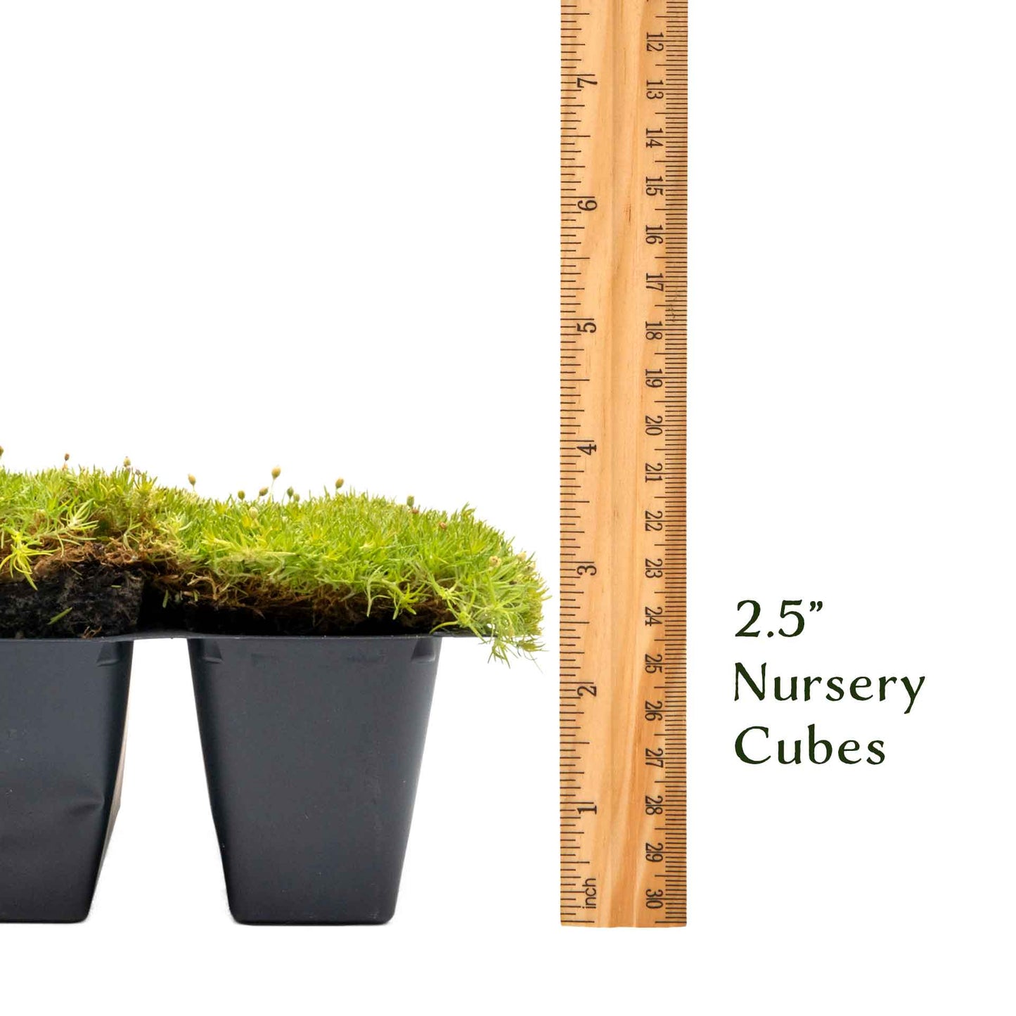 Scottish Moss in 2.5” Nursery Cubes (Sagina subulata ‘Aurea’)
