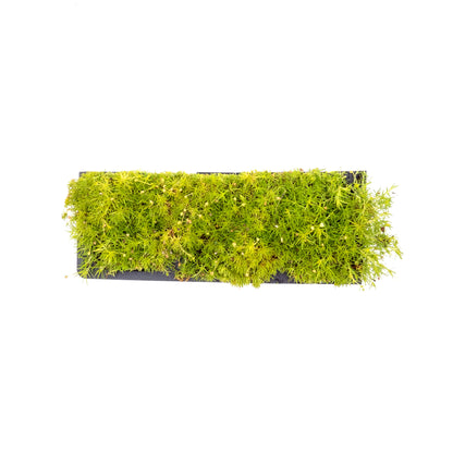 Scottish Moss in 2.5” Nursery Cubes (Sagina subulata ‘Aurea’)