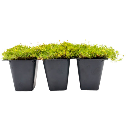 Scottish Moss in 2.5” Nursery Cubes (Sagina subulata ‘Aurea’)