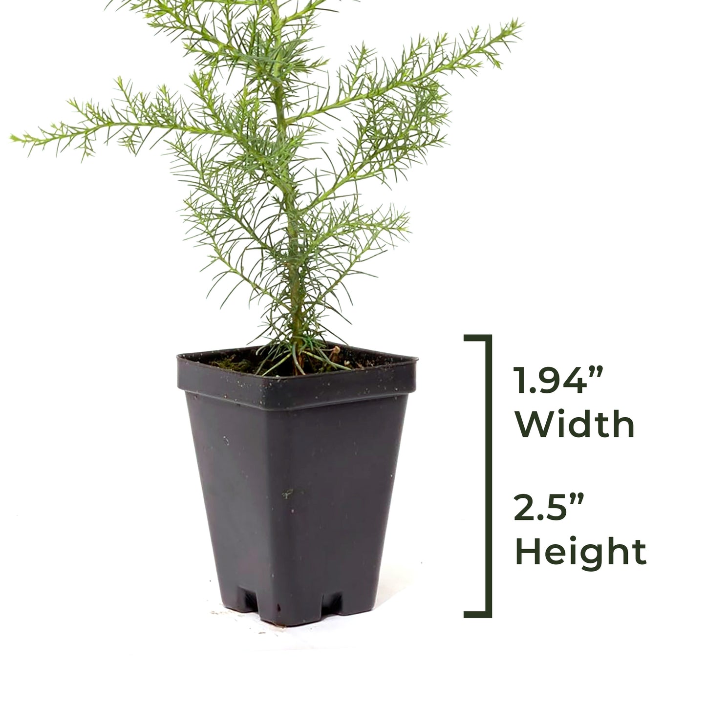 Giant Sequoia Tree | Live Sapling in 2.5 Inch Nursery Cube | Sequoia Gigantea