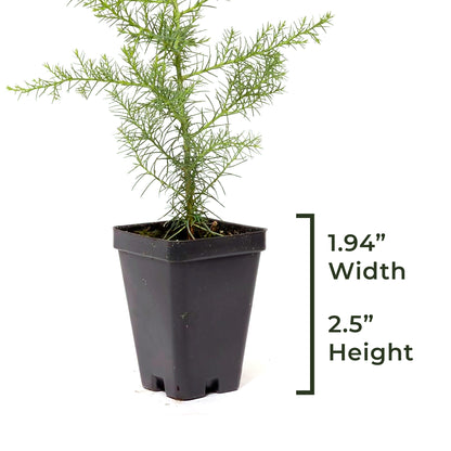 Giant Sequoia Tree | Live Sapling in 2.5 Inch Nursery Cube | Sequoia Gigantea