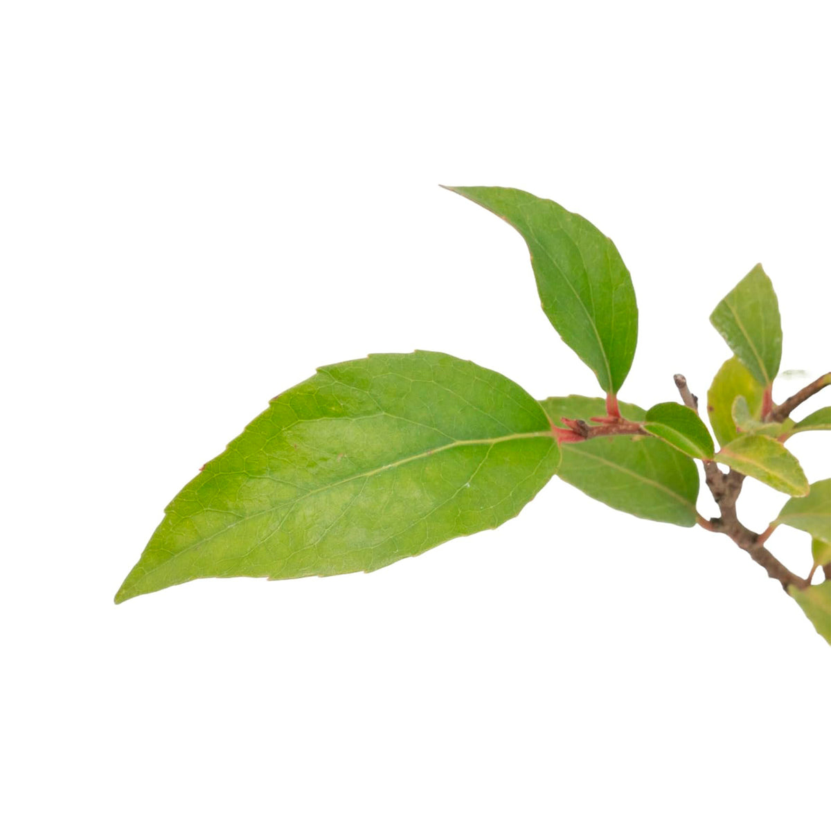 2 Shiny Xylosma (Xylosma congestum) Dense Evergreen Shrub With Glossy Foliage and Rounded Habit for Hedges, Screens & Borders