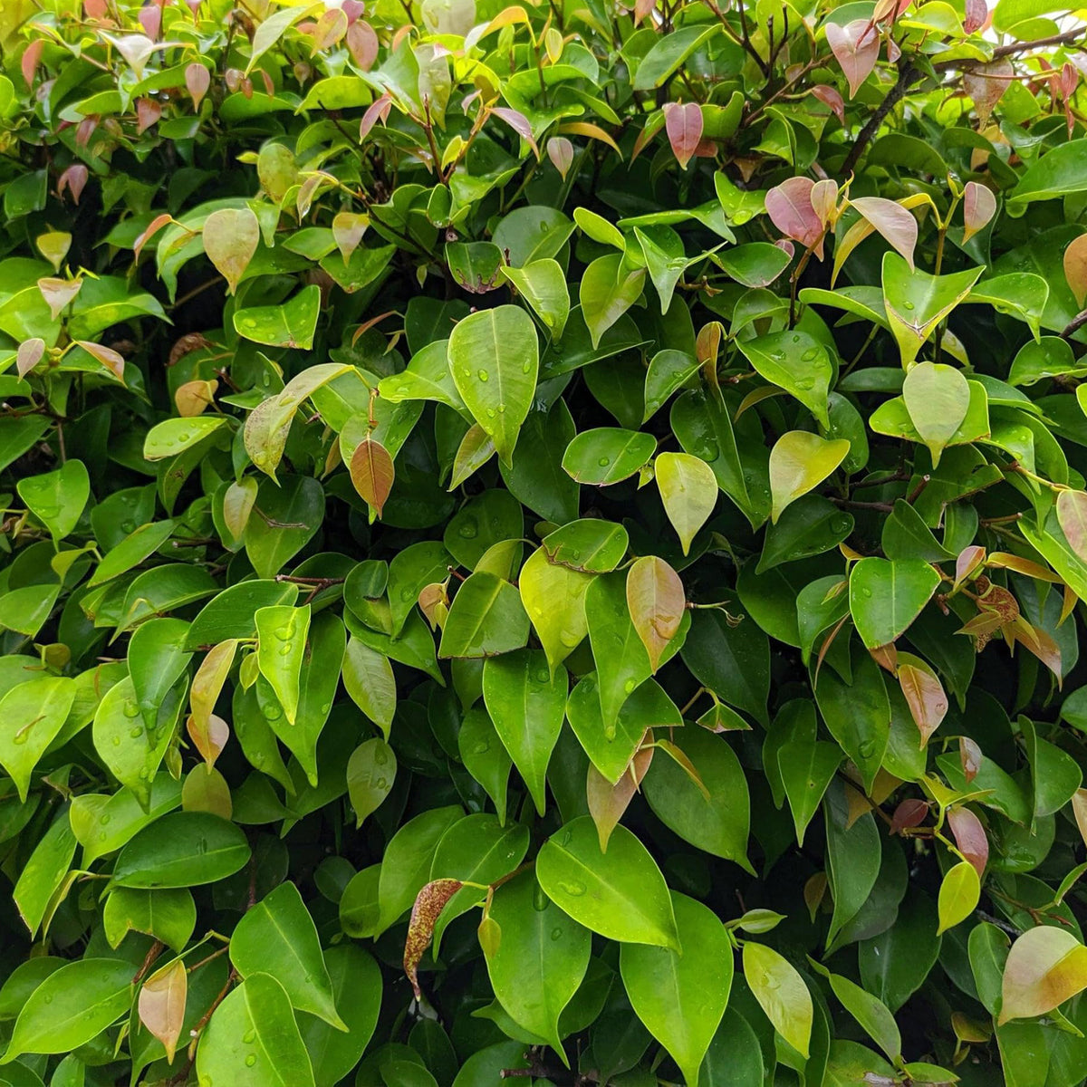 2 Shiny Xylosma (Xylosma congestum) Dense Evergreen Shrub With Glossy Foliage and Rounded Habit for Hedges, Screens & Borders