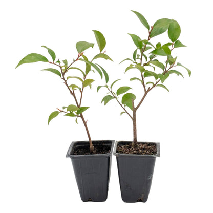 2 Shiny Xylosma (Xylosma congestum) Dense Evergreen Shrub With Glossy Foliage and Rounded Habit for Hedges, Screens & Borders