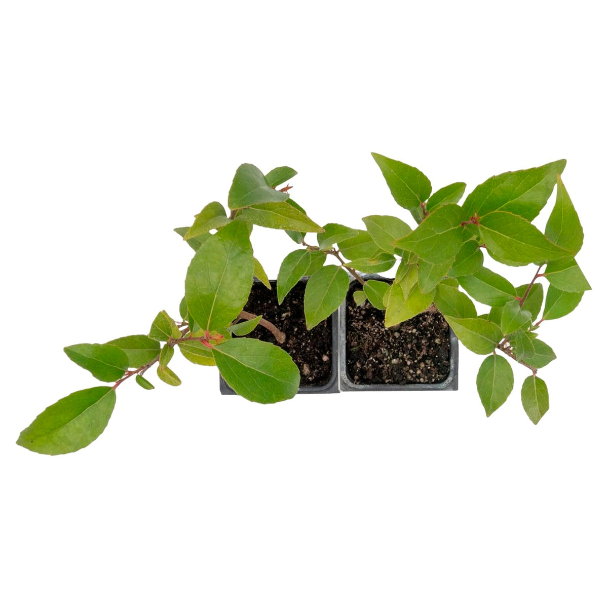 2 Shiny Xylosma (Xylosma congestum) Dense Evergreen Shrub With Glossy Foliage and Rounded Habit for Hedges, Screens & Borders