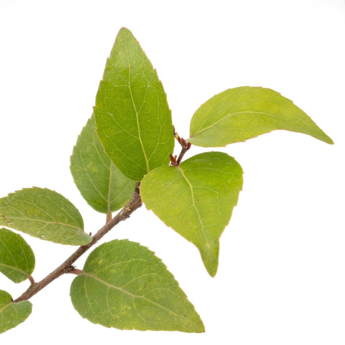 2 Shiny Xylosma (Xylosma congestum) Dense Evergreen Shrub With Glossy Foliage and Rounded Habit for Hedges, Screens & Borders