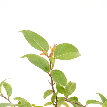 2 Shiny Xylosma (Xylosma congestum) Dense Evergreen Shrub With Glossy Foliage and Rounded Habit for Hedges, Screens & Borders