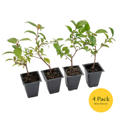 2 Shiny Xylosma (Xylosma congestum) Dense Evergreen Shrub With Glossy Foliage and Rounded Habit for Hedges, Screens & Borders
