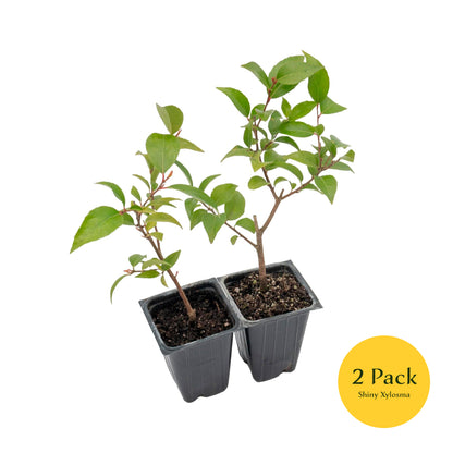 2 Shiny Xylosma (Xylosma congestum) Dense Evergreen Shrub With Glossy Foliage and Rounded Habit for Hedges, Screens & Borders