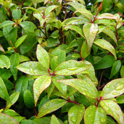 2 Shiny Xylosma (Xylosma congestum) Dense Evergreen Shrub With Glossy Foliage and Rounded Habit for Hedges, Screens & Borders