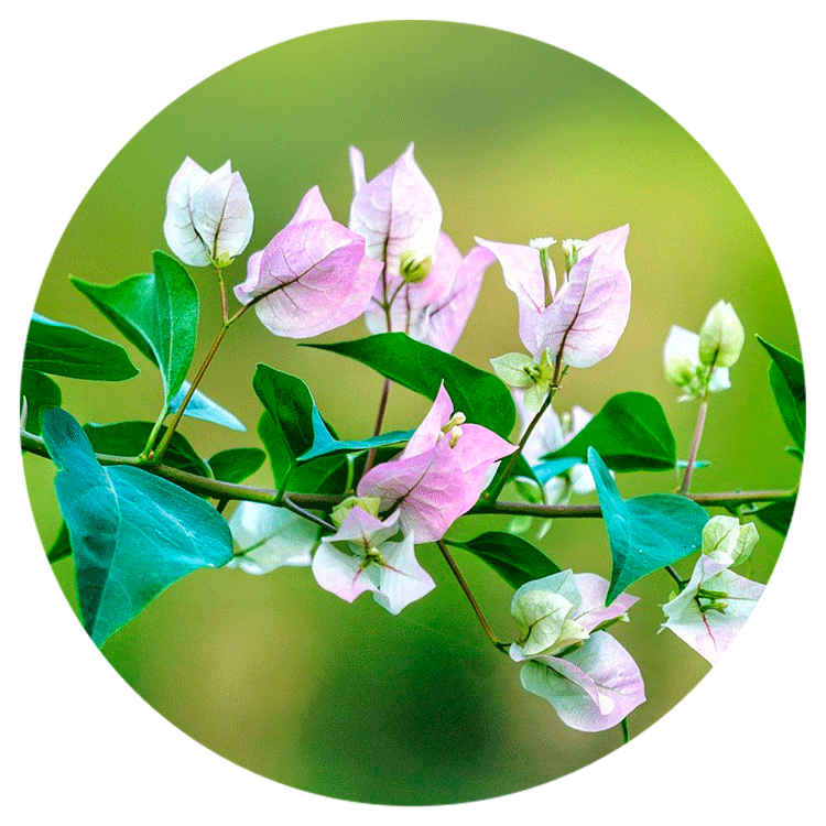Bougainvillea