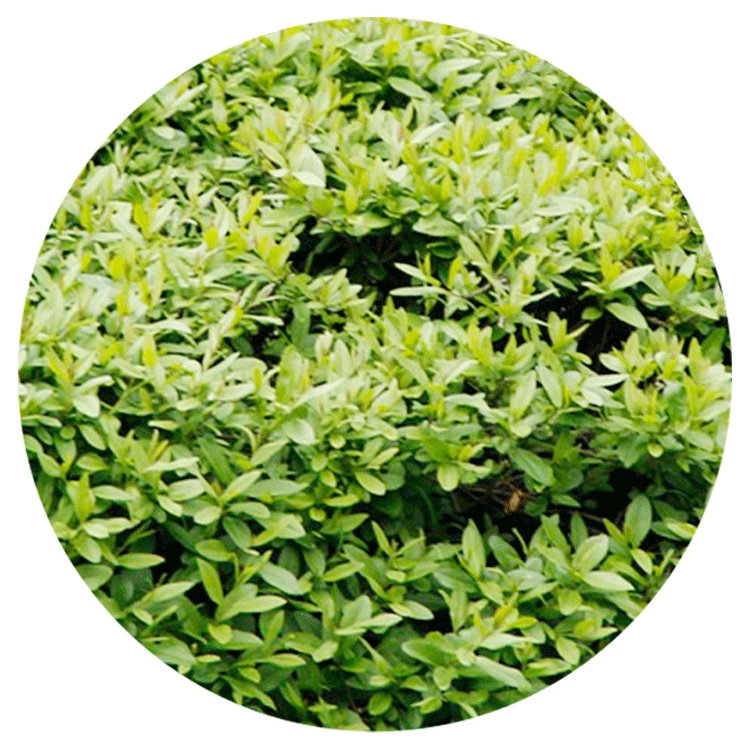 Hedges and Shrubs