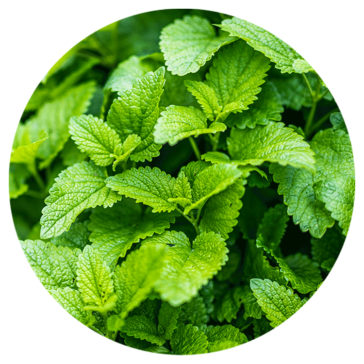 Herbs