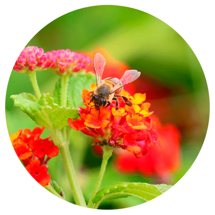 Lantana