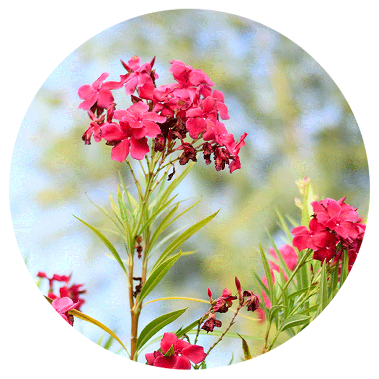 Oleander