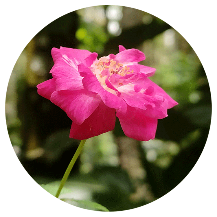 Roses