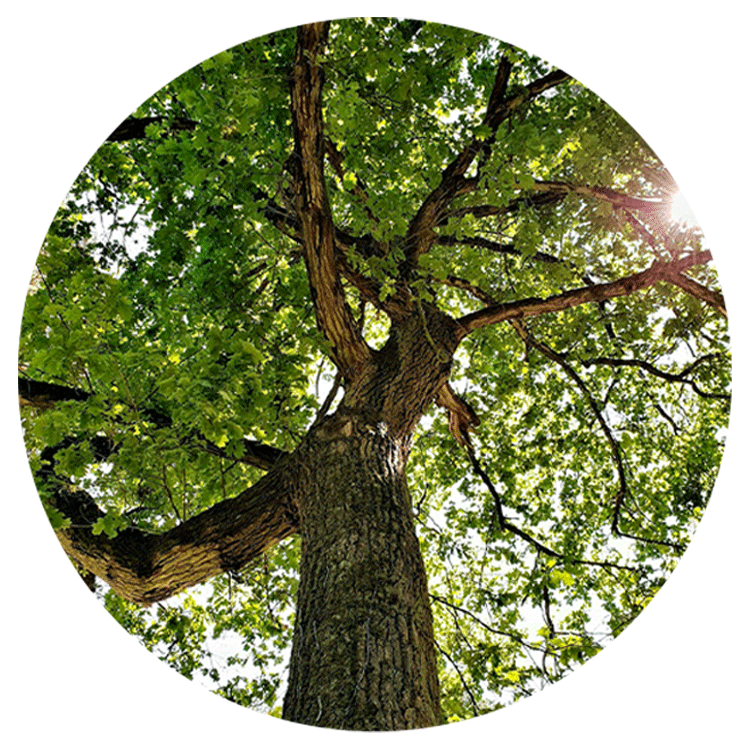 Trees