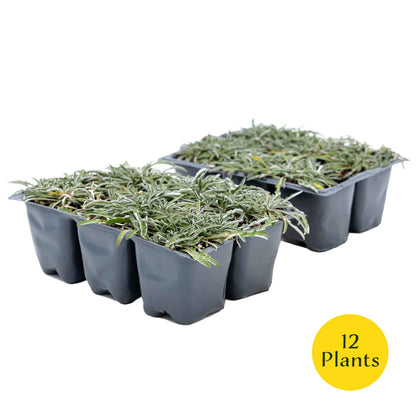 3 Silver Carpet, Live Plants in 2.5" Cubes (Dymondia margaretae) Flowering Evergreen Groundcover with Carpet-like Foliage and Yellow Blooms