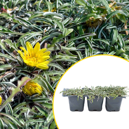 3 Silver Carpet, Live Plants in 2.5" Cubes (Dymondia margaretae) Flowering Evergreen Groundcover with Carpet-like Foliage and Yellow Blooms