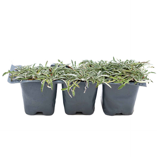 3 Silver Carpet, Live Plants in 2.5" Cubes (Dymondia margaretae) Flowering Evergreen Groundcover with Carpet-like Foliage and Yellow Blooms