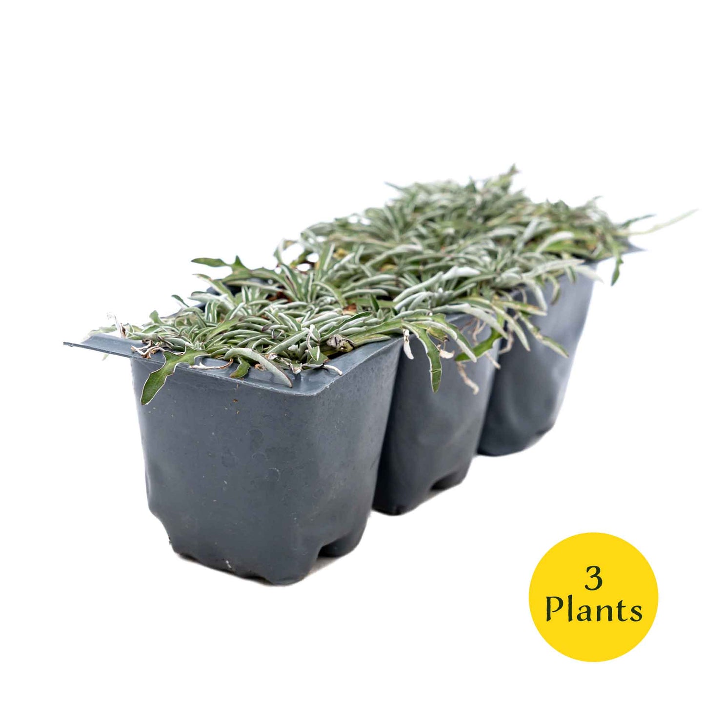 3 Silver Carpet, Live Plants in 2.5" Cubes (Dymondia margaretae) Flowering Evergreen Groundcover with Carpet-like Foliage and Yellow Blooms
