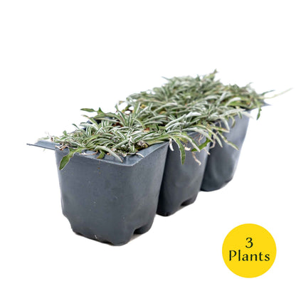 3 Silver Carpet, Live Plants in 2.5" Cubes (Dymondia margaretae) Flowering Evergreen Groundcover with Carpet-like Foliage and Yellow Blooms