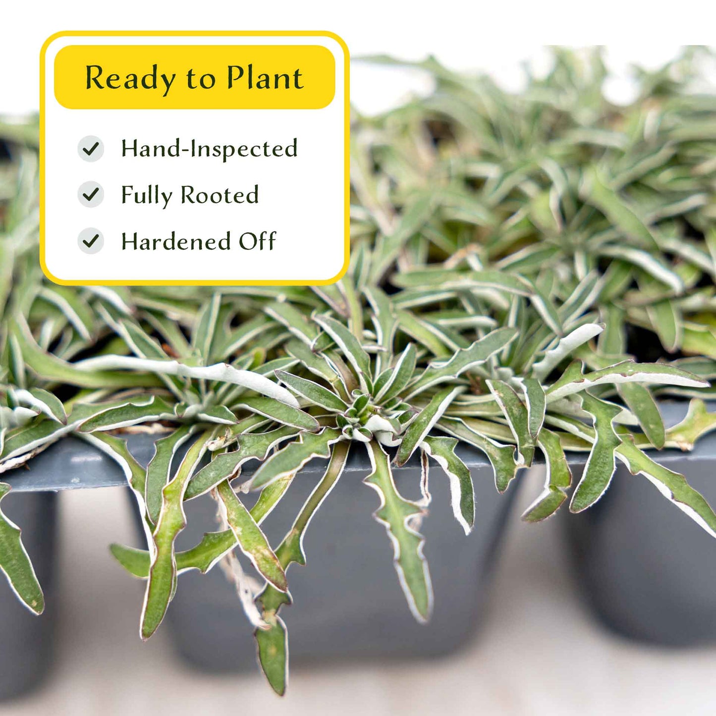 3 Silver Carpet, Live Plants in 2.5" Cubes (Dymondia margaretae) Flowering Evergreen Groundcover with Carpet-like Foliage and Yellow Blooms