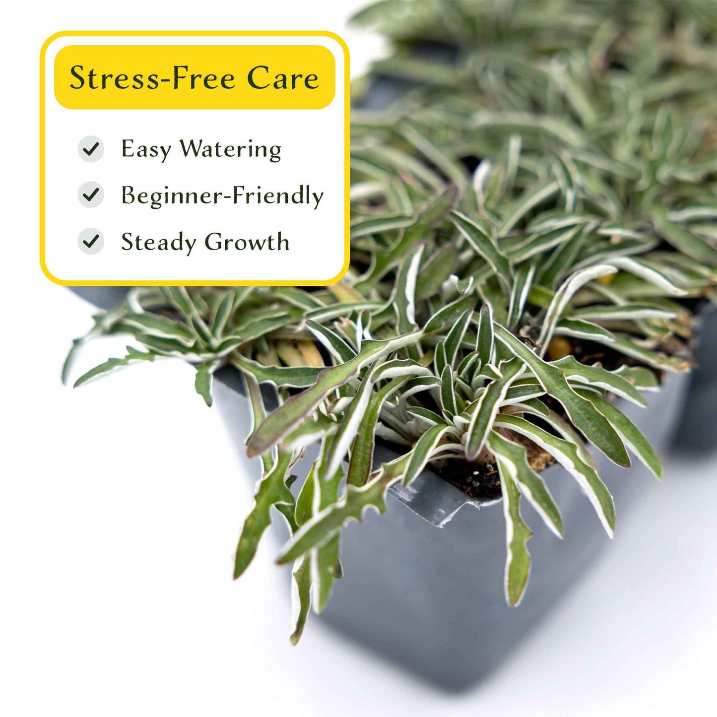3 Silver Carpet, Live Plants in 2.5" Cubes (Dymondia margaretae) Flowering Evergreen Groundcover with Carpet-like Foliage and Yellow Blooms