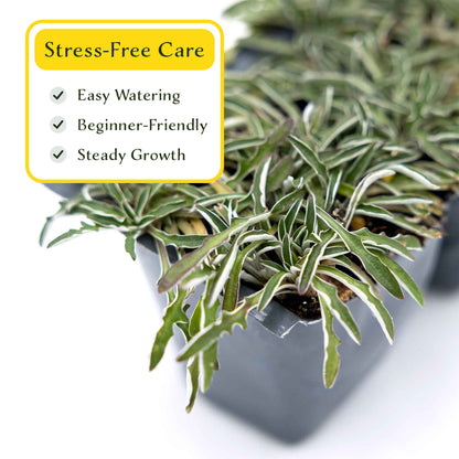 3 Silver Carpet, Live Plants in 2.5" Cubes (Dymondia margaretae) Flowering Evergreen Groundcover with Carpet-like Foliage and Yellow Blooms
