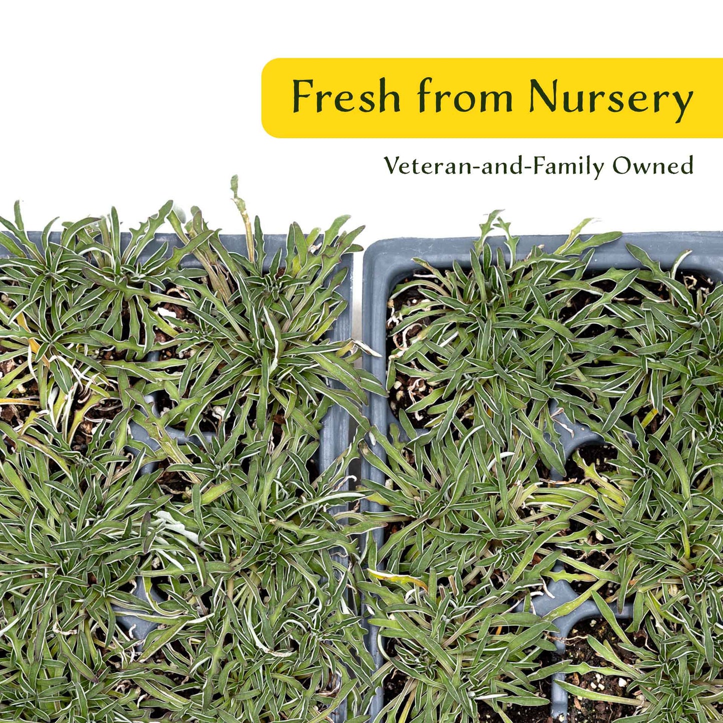 3 Silver Carpet, Live Plants in 2.5" Cubes (Dymondia margaretae) Flowering Evergreen Groundcover with Carpet-like Foliage and Yellow Blooms