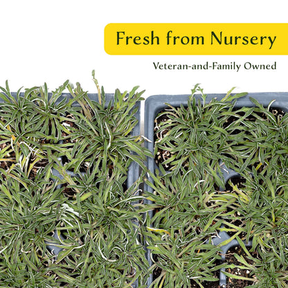 3 Silver Carpet, Live Plants in 2.5" Cubes (Dymondia margaretae) Flowering Evergreen Groundcover with Carpet-like Foliage and Yellow Blooms