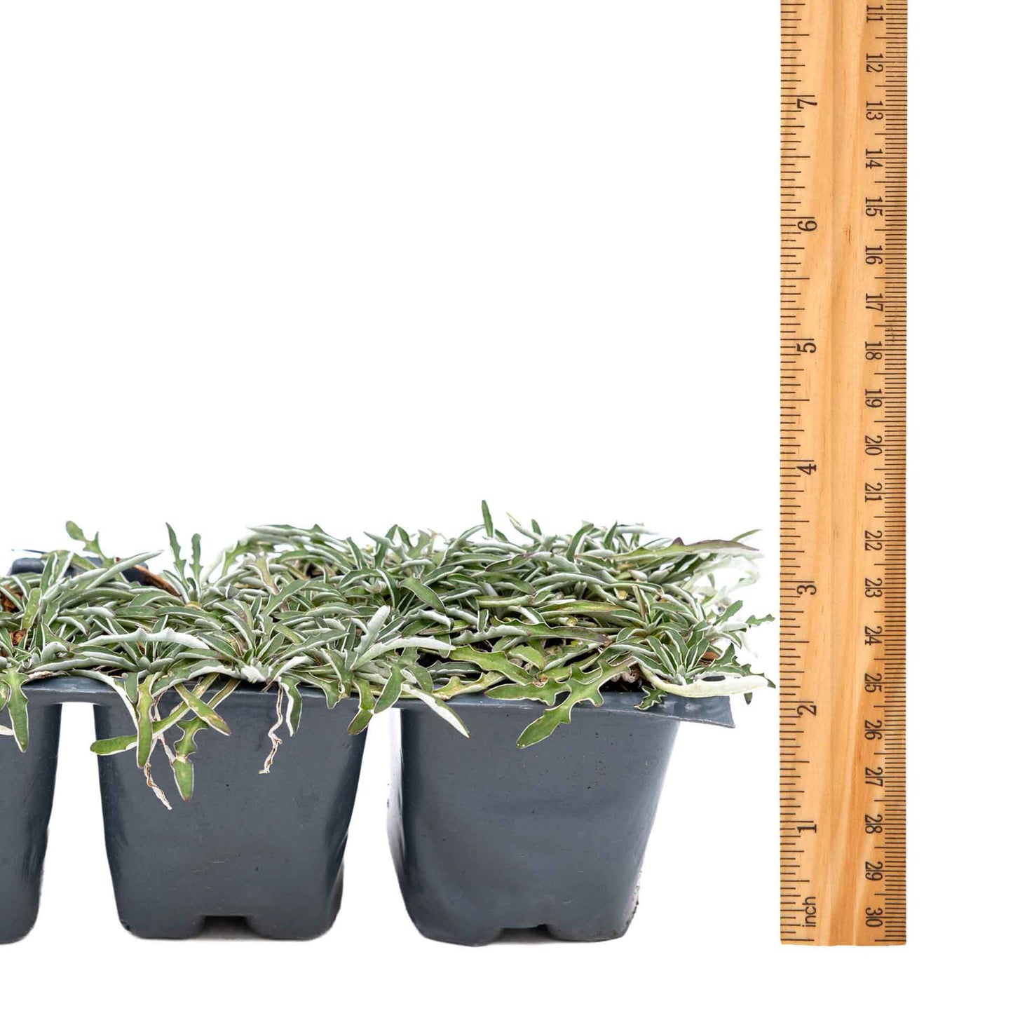 3 Silver Carpet, Live Plants in 2.5" Cubes (Dymondia margaretae) Flowering Evergreen Groundcover with Carpet-like Foliage and Yellow Blooms