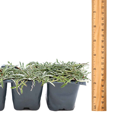 3 Silver Carpet, Live Plants in 2.5" Cubes (Dymondia margaretae) Flowering Evergreen Groundcover with Carpet-like Foliage and Yellow Blooms