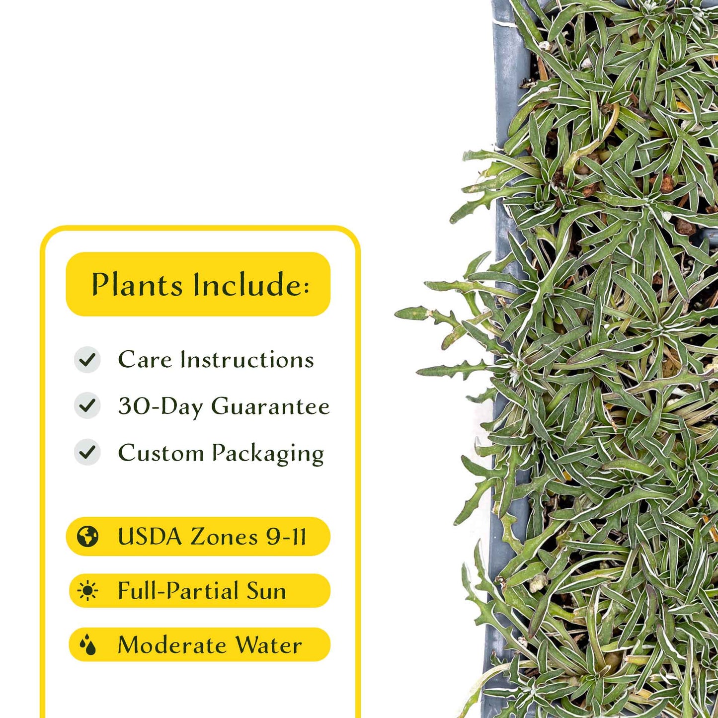 3 Silver Carpet, Live Plants in 2.5" Cubes (Dymondia margaretae) Flowering Evergreen Groundcover with Carpet-like Foliage and Yellow Blooms