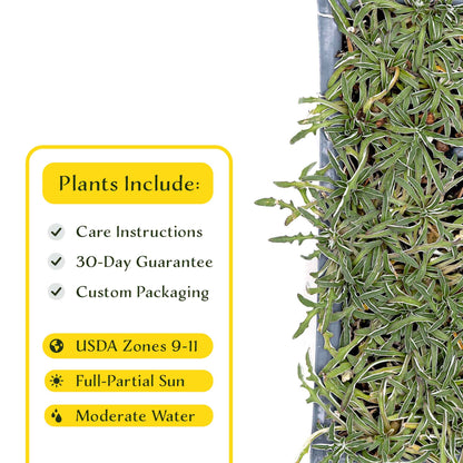 3 Silver Carpet, Live Plants in 2.5" Cubes (Dymondia margaretae) Flowering Evergreen Groundcover with Carpet-like Foliage and Yellow Blooms