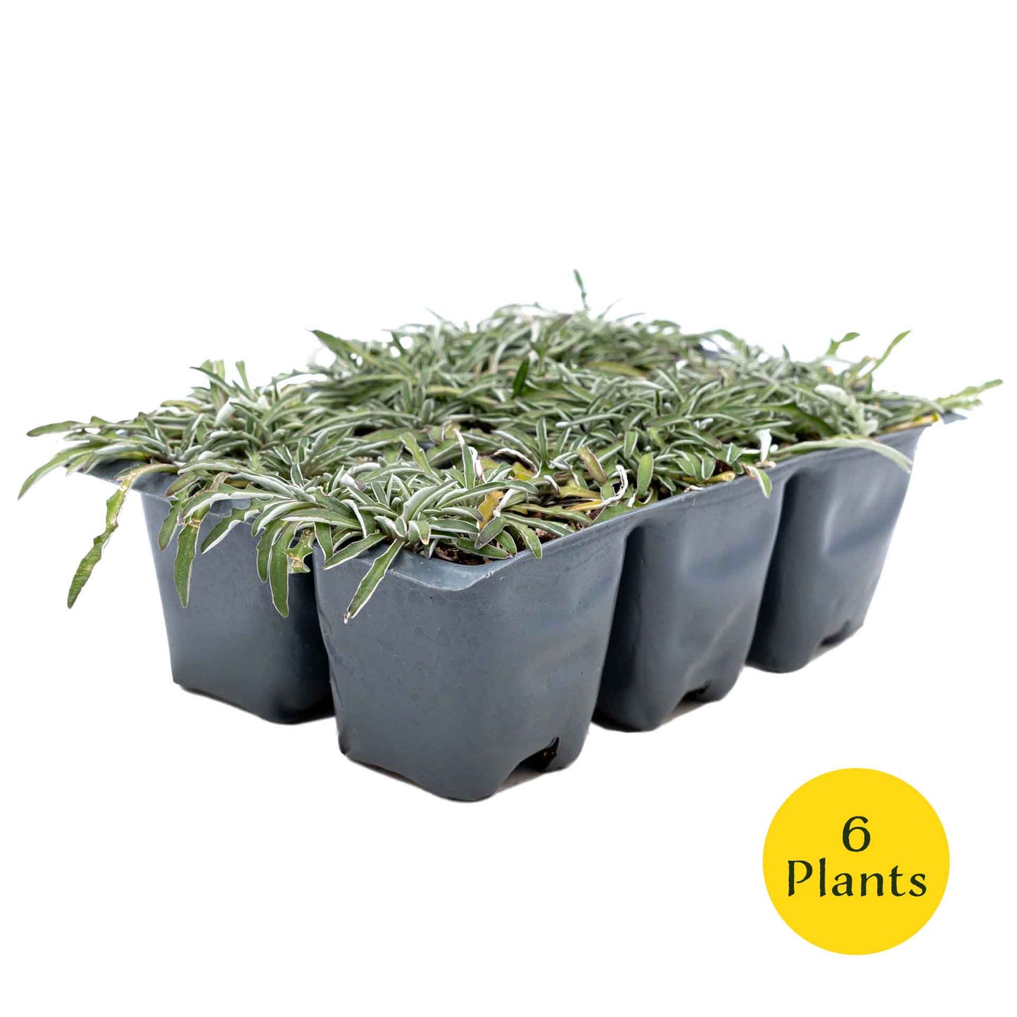 3 Silver Carpet, Live Plants in 2.5" Cubes (Dymondia margaretae) Flowering Evergreen Groundcover with Carpet-like Foliage and Yellow Blooms