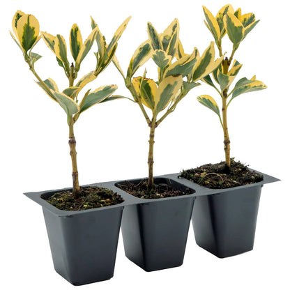 Silver King Euonymus | Live Plant in 2.5 Inch Nursery Cube | Euonymus Japonica