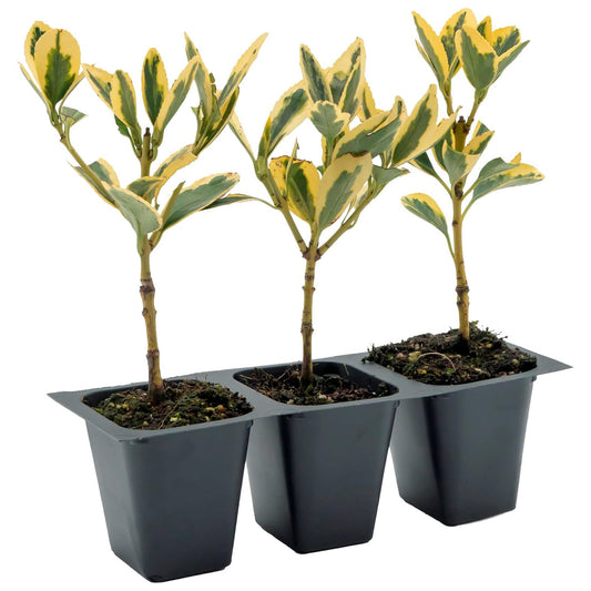 Silver King Euonymus | Live Plant in 2.5 Inch Nursery Cube | Euonymus Japonica