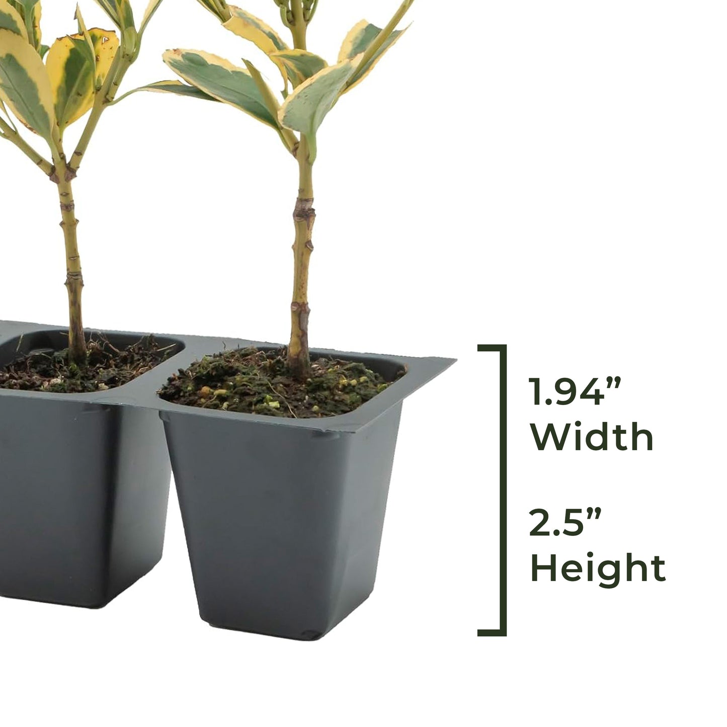 Silver King Euonymus | Live Plant in 2.5 Inch Nursery Cube | Euonymus Japonica