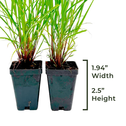 West Indian Lemongrass Starter | Live Herb in 2.5 Inch Nursery Cube | Cymbopogon Citratus