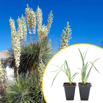 2 Soaptree Yucca Succulents, Live Plants in 3.5" Cubes (Yucca elata) Flowering Evergreen with Bold Sword-like Foliage for Xeriscaping