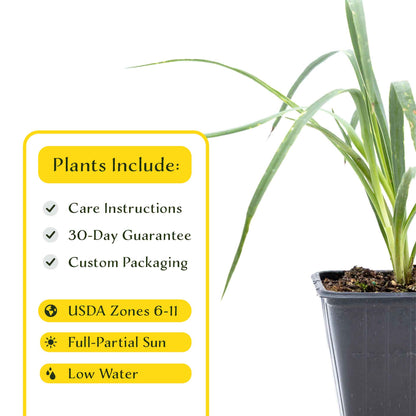 2 Soaptree Yucca Succulents, Live Plants in 3.5" Cubes (Yucca elata) Flowering Evergreen with Bold Sword-like Foliage for Xeriscaping