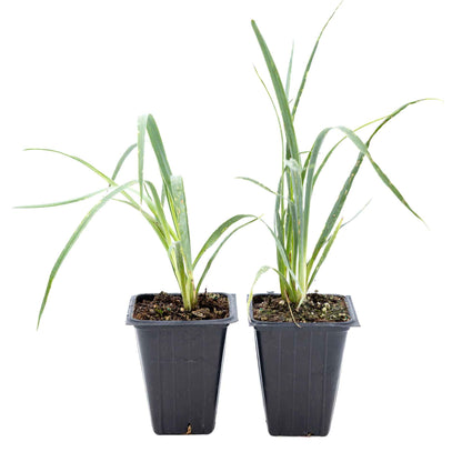 2 Soaptree Yucca Succulents, Live Plants in 3.5" Cubes (Yucca elata) Flowering Evergreen with Bold Sword-like Foliage for Xeriscaping