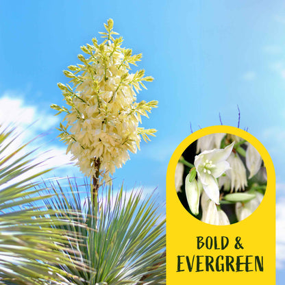 2 Soaptree Yucca Succulents, Live Plants in 3.5" Cubes (Yucca elata) Flowering Evergreen with Bold Sword-like Foliage for Xeriscaping
