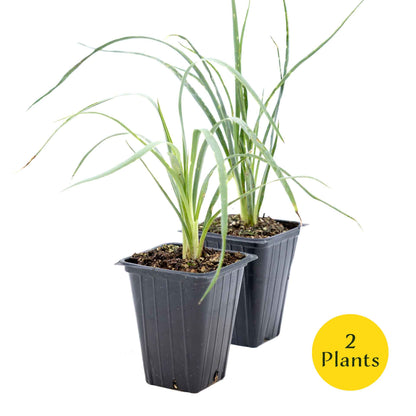 2 Soaptree Yucca Succulents, Live Plants in 3.5" Cubes (Yucca elata) Flowering Evergreen with Bold Sword-like Foliage for Xeriscaping