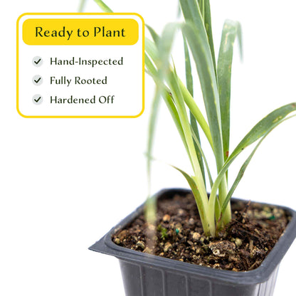 2 Soaptree Yucca Succulents, Live Plants in 3.5" Cubes (Yucca elata) Flowering Evergreen with Bold Sword-like Foliage for Xeriscaping
